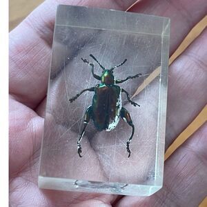 Vtg Real Frog-leg Leaf Beetle Lucite Resin Preserved Oddity Insect Entomology.